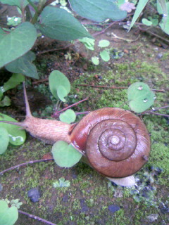 080621_093756.JPG